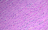 Smooth muscle in intestine, light micrograph