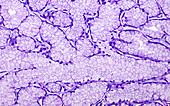 Small intestine Brunnerâ€™s glands, light micrograph