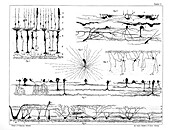 Nerve structures of the retina, 1894 illustration