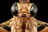 Ophion wasp head
