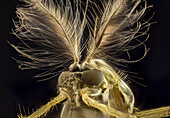 Male mosquito head