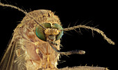 Common house mosquito head