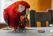 Macaw eating from a table