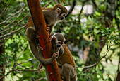 Titi monkeys clinging onto a tube