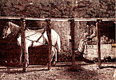 Horse-drawn cart in coal mine, 19th century illustration