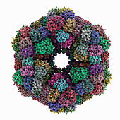 Giant haemoglobin from Glossoscolex, molecular model