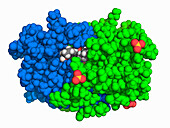 HIV-1 protease complexed with NR02-73, molecular model