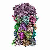 Human PA200-20S proteasome complex, molecular model