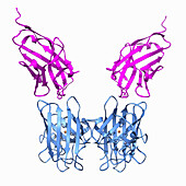 Superoxide dismutase complex, molecular model