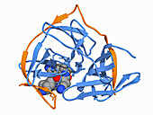 Zika virus protease with inhibitor, molecular model