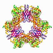 Transcriptional repressor NrdR, molecular model