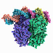 Clr-cAMP-DNA complex, molecular model