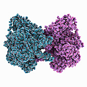 DNA dependent RNA polymerase, molecular model