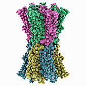 Human connexin 26 dodecamer, molecular model