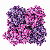 Violet fluorescent protein, molecular model