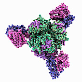 Lassa virus complexed with antibody, molecular model