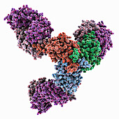 Trimeric serine protease complex, molecular model