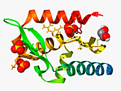 Rabies virus phosphoprotein C-terminal, molecular model