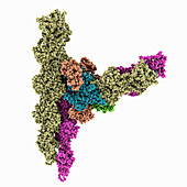 Arp2/3 complex at branched-actin junction, molecular model