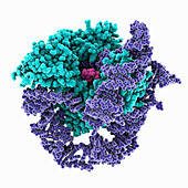 Human telomerase catalytic core, molecular model