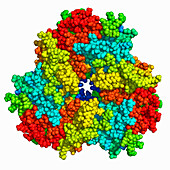 Pisum sativum convicilin, molecular model