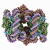 CENP-N promoted nucleosome stacks, molecular model