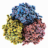 Lassa virus glycoprotein, molecular model
