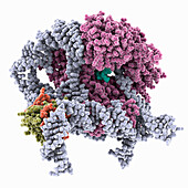Core of human telomerase holoenzyme, molecular model