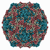 Coxsackievirus B3 capsid, molecular model