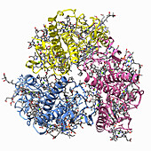 Light-harvesting complex II, molecular model