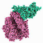 SARS-CoV-2 Omicron variant RBD complex, molecular model