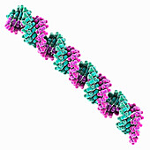 Synthetic RNA, molecular model