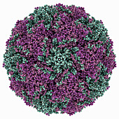 Coxsackievirus 5 capsid, molecular model