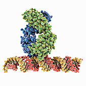 Antibody recognizing RNA:DNA hybrids, molecular model