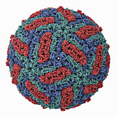 Tick-borne encephalitis virus Kuutsalo-14, molecular model