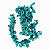 Human 80S ribosome RNA structure, molecular model