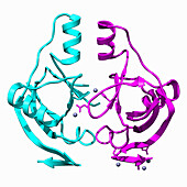 Toxin from Salmonella enterica, molecular model