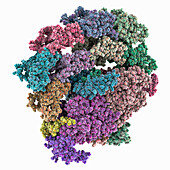 Monomeric Photosystem I complex, molecular model