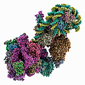 Polymerase complex with nucleosome, molecular model