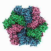 Mycobacterium tuberculosis ClpC1 hexamer, molecular model