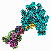 Human immunoglobulin with IgM Fab, molecular model