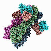 Influenza A hemagglutinin and antibody, molecular model