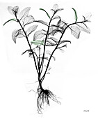 Mint plant (Mentha sp.), X-ray