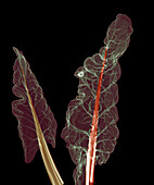 Chard leaves (Beta vulgaris), X-ray