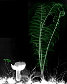 Fern and mushroom, X-ray