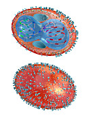 Smallpox virus structure, illustration