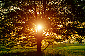 Rising Sun through a tree