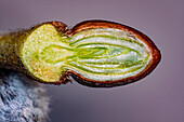 Flower bud cross-section, light micrograph
