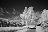 Rural landscape, infrared image