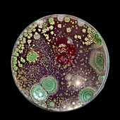 Bacteria and fungi cultured on Petri dish